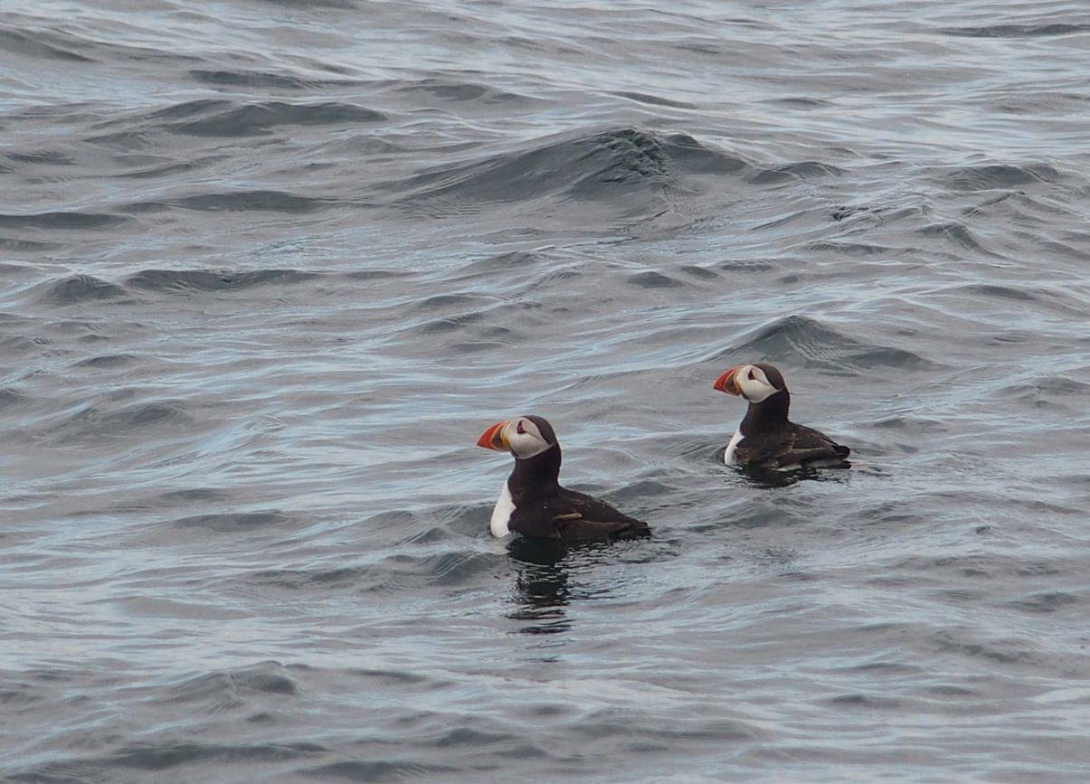 lunda puffin mszk szirt Anglia szaki-tenger